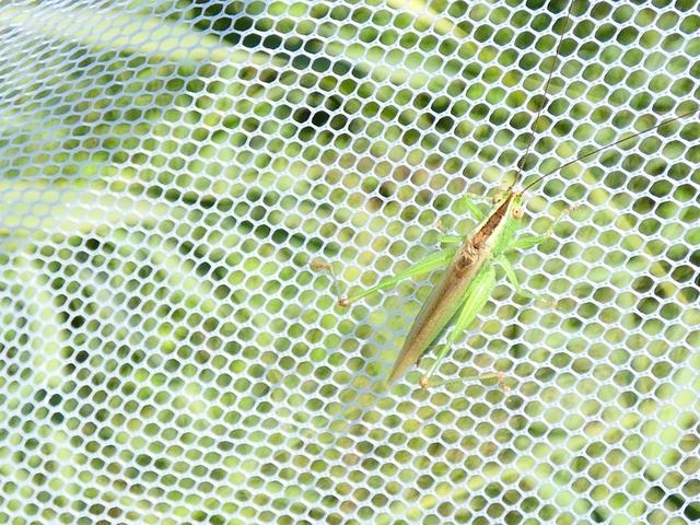 Conocephalus fuscus - kis kúpfejűszöcske