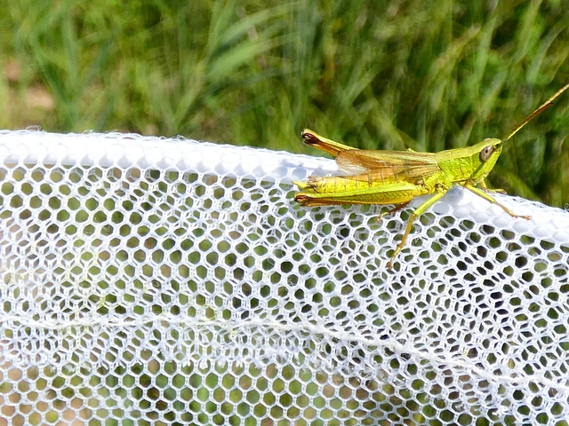 Chrysochraon dispar - aranyos sáska