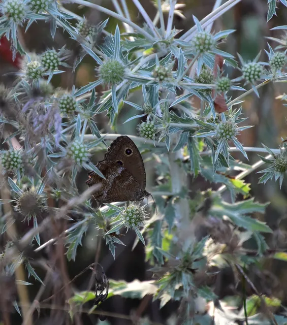 Minois dryas - fekete szemeslepke