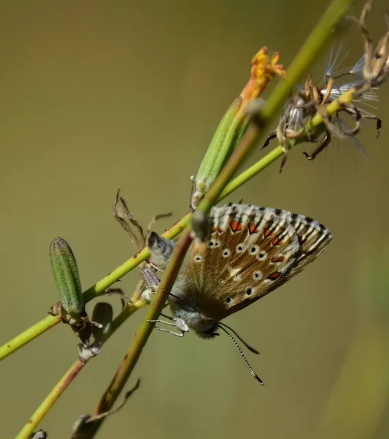 Polyommatus coridon - ezüstkék boglárka