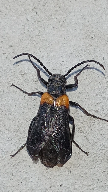Sitaris muralis - pirosvállú méhbogár