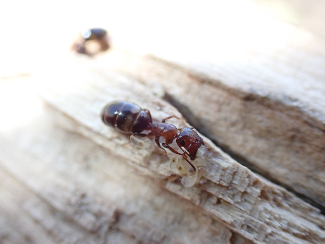 Colobopsis truncata - kapushangya