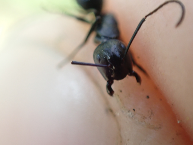 Camponotus vagus - fekete lóhangya