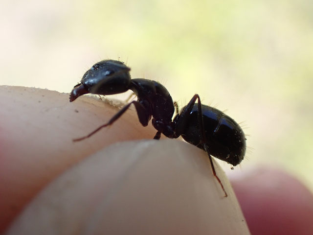 Camponotus aethiops - szőrös lóhangya