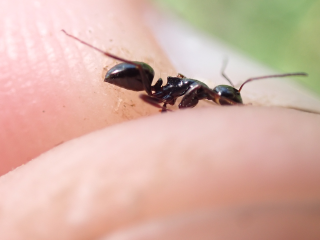 Camponotus atricolor - nyerges lóhangya