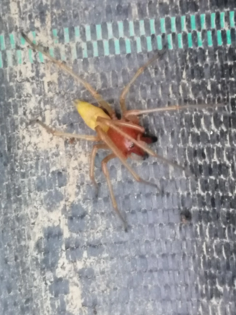 Cheiracanthium punctorium - mérges dajkapók