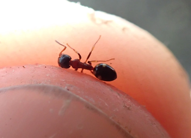 Dolichoderus quadripunctatus - négypettyes erdeihangya