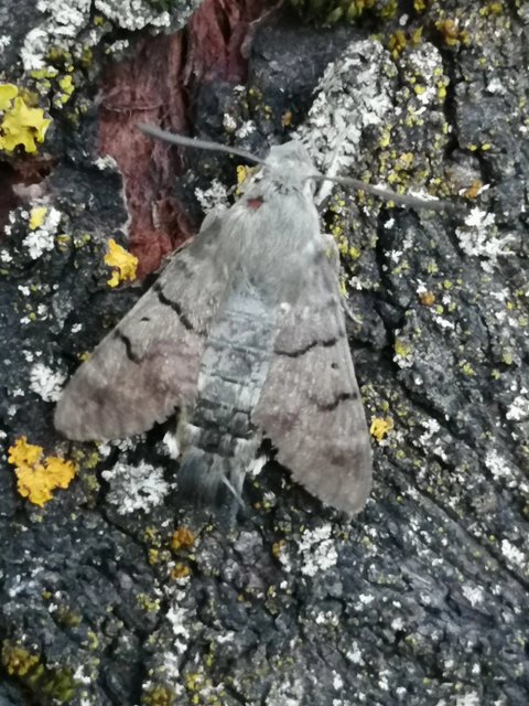 Macroglossum stellatarum - kacsafarkú szender