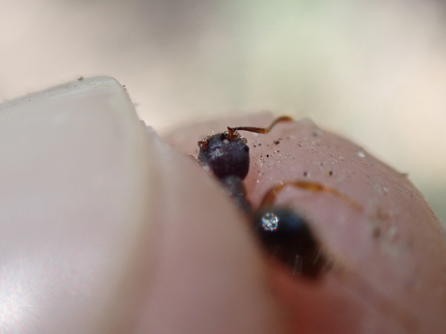 Myrmica schencki - kétszínű bütyköshangya