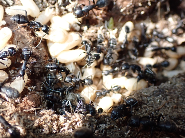Camponotus vagus - fekete lóhangya