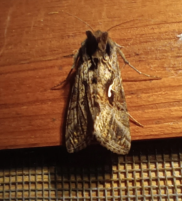 Autographa gamma - gammalepke