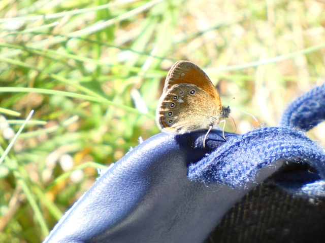Coenonympha glycerion - közönséges szénalepke