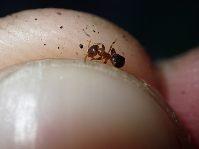 Lasius brunneus - rozsdáshátú feketehangya