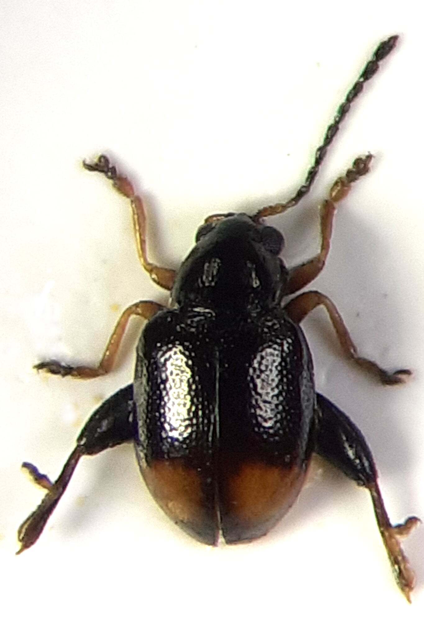 Longitarsus holsaticus