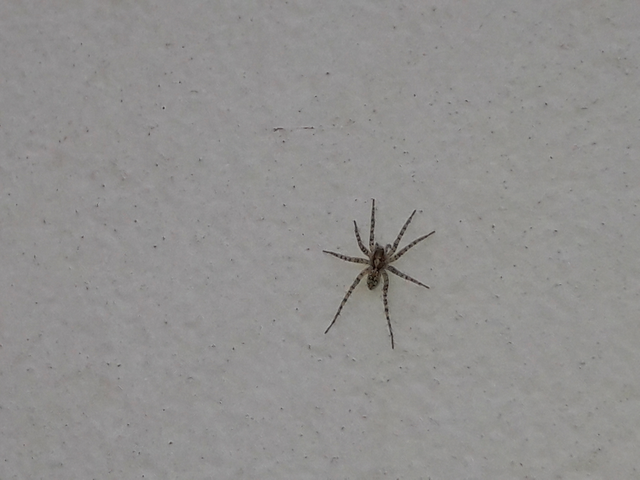 Lycosidae - farkaspókok