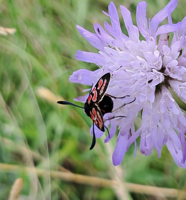 fehérgyűrűs csüngőlepke - Zygaena carniolica