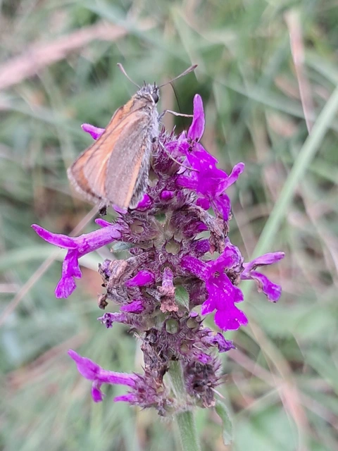 Thymelicus lineola - vonalas busalepke