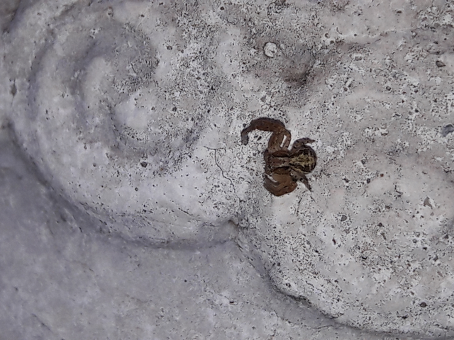 Xysticus