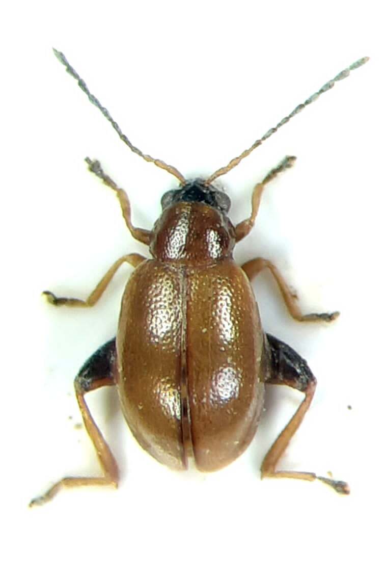 Longitarsus curtus