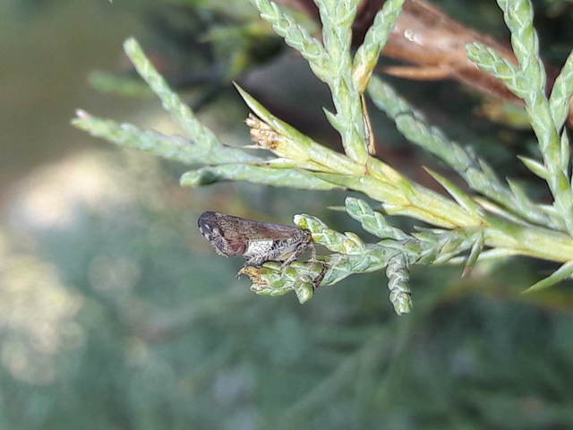Fieberiella