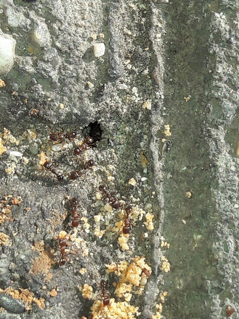 Tetramorium