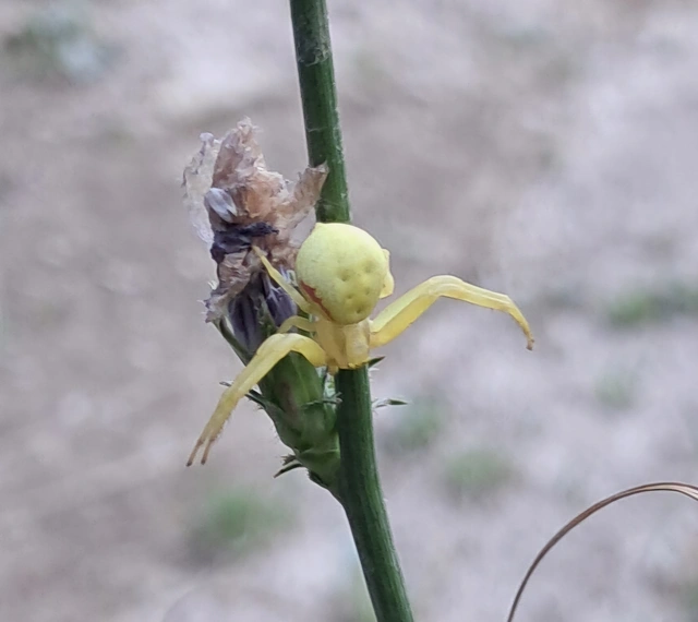 Misumena vatia - viráglakó karolópók