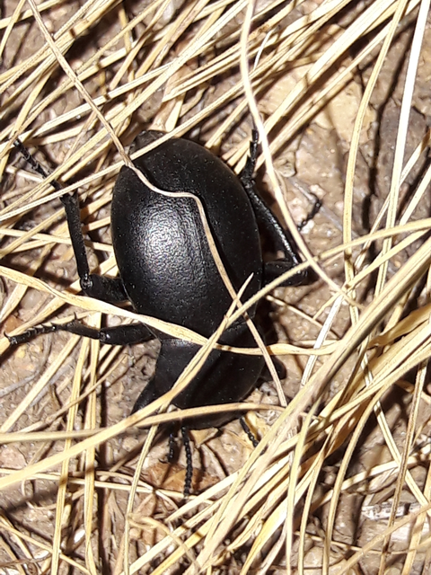 Gnaptor spinimanus - pohos gyászbogár