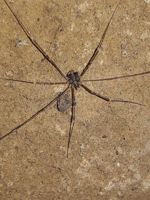 Opiliones - Kaszáspókok