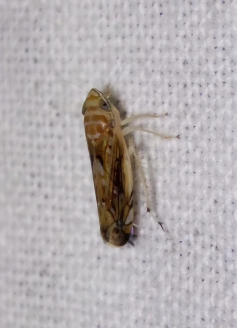 Scaphoideus titanus