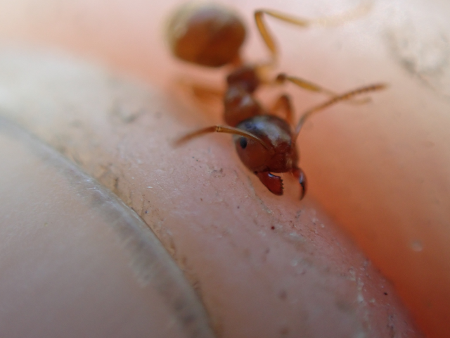 Lasius flavus - gyakori borostyánhangya