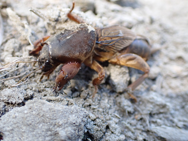 Gryllotalpa gryllotalpa - közönséges lótücsök
