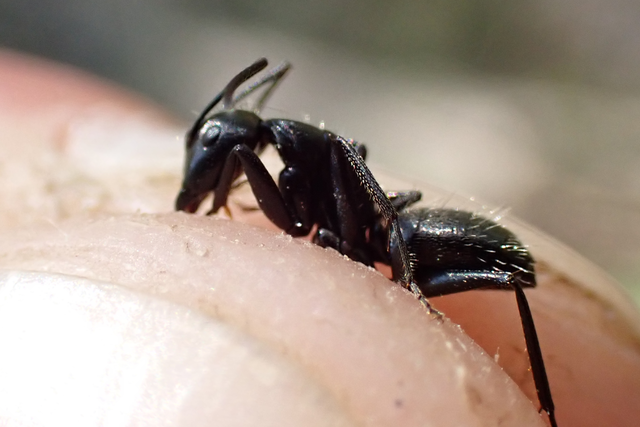 Camponotus vagus - fekete lóhangya