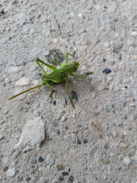 Tettigonia viridissima - zöld lombszöcske