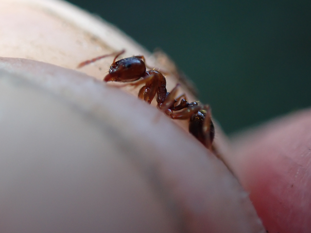 Aphaenogaster subterranea - vörös karcsúhangya