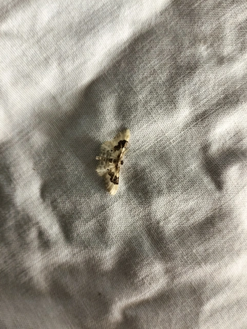 Idaea rusticata - tarka apróaraszoló
