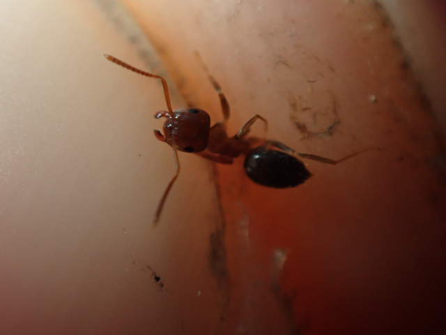 Lasius brunneus - rozsdáshátú feketehangya