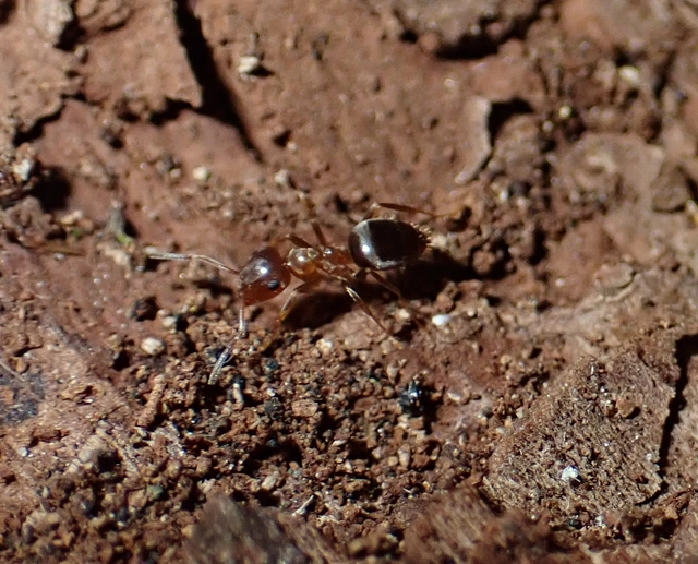 Lasius brunneus - rozsdáshátú feketehangya