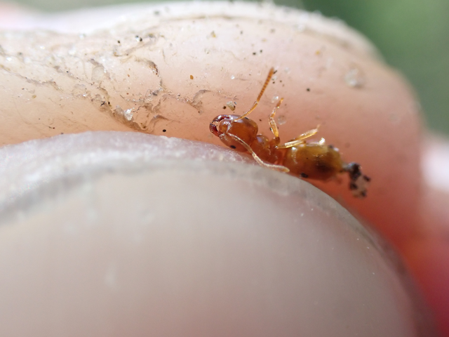Lasius flavus - gyakori borostyánhangya