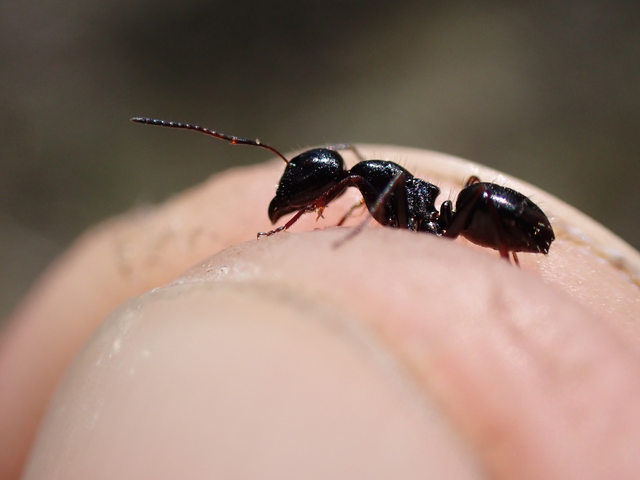 Camponotus atricolor - nyerges lóhangya