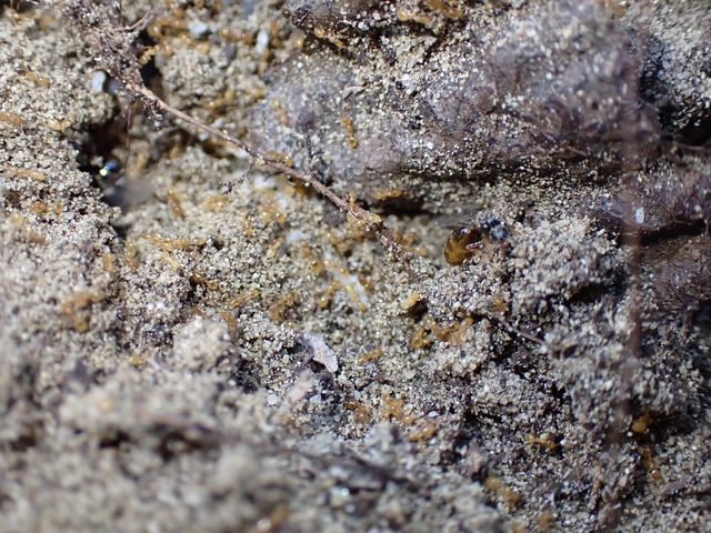 Solenopsis fugax - tolvajhangya