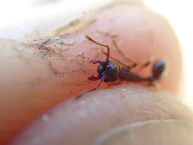 Myrmica curvithorax - sziki bütyköshangya