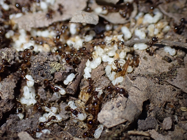 Aphaenogaster subterranea - vörös karcsúhangya