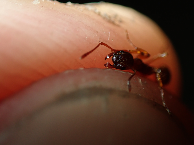 Myrmica ruginodis - erdei bütyköshangya
