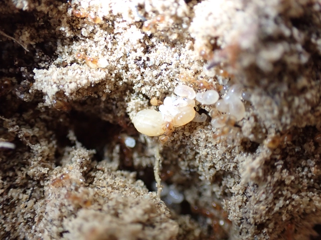 Solenopsis fugax - tolvajhangya