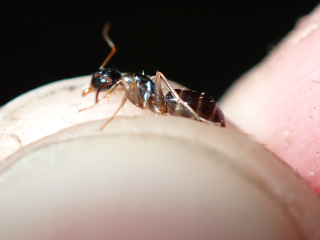 Camponotus fallax - ligeti lóhangya