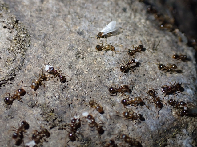 Aphaenogaster subterranea - vörös karcsúhangya