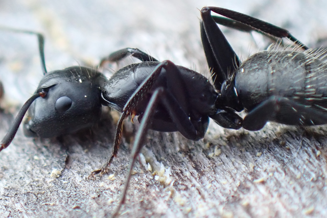 Camponotus vagus - fekete lóhangya