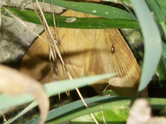 Lasiocampa quercus - tölgyfaszövő