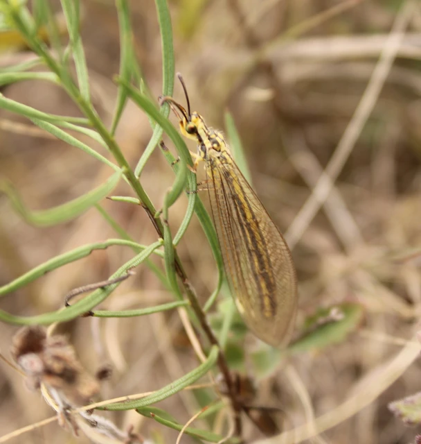 Myrmecaelurus trigrammus - hangyafarkas