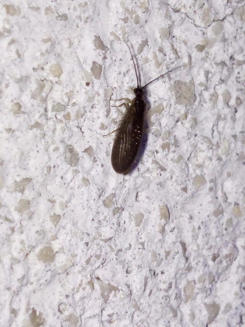 Sisyra nigra